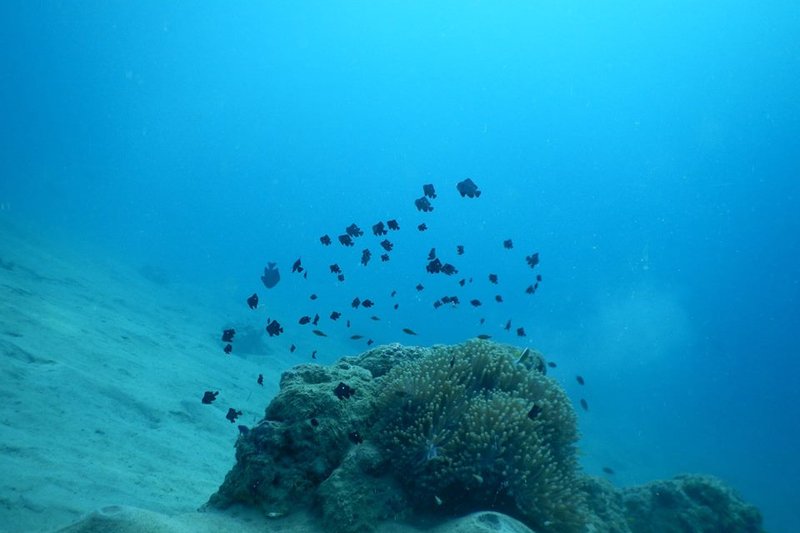 PADI Specialty Courses